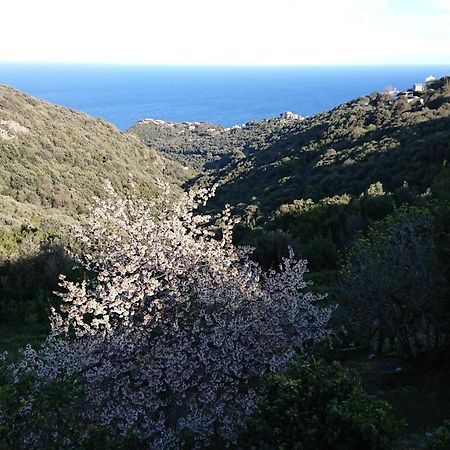 A Tana Di A Volpe Apartment Ville-di-Pietrabugno ภายนอก รูปภาพ