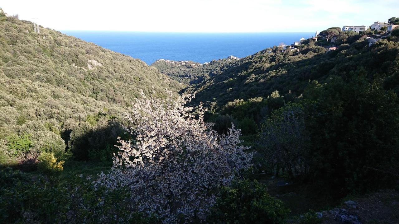 A Tana Di A Volpe Apartment Ville-di-Pietrabugno ภายนอก รูปภาพ